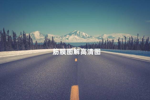 筋膜图解高清图 筋膜图解高清图