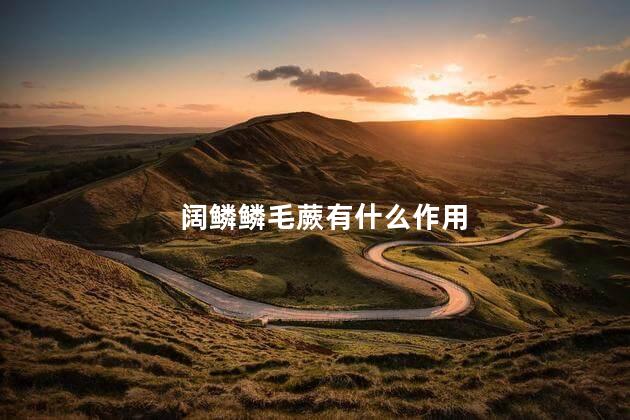 阔鳞鳞毛蕨有什么作用 阔鳞鳞毛蕨有什么作用