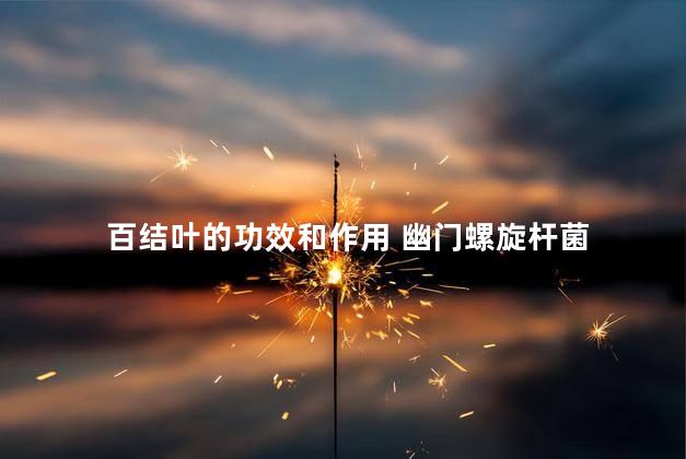 百结叶的功效和作用 幽门螺旋杆菌 百结叶的功效和作用 幽门螺旋杆菌