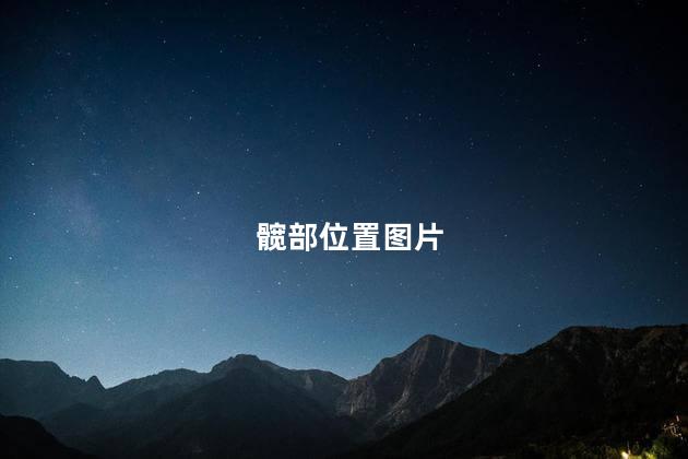 髋部位置图片 髋部位置图片