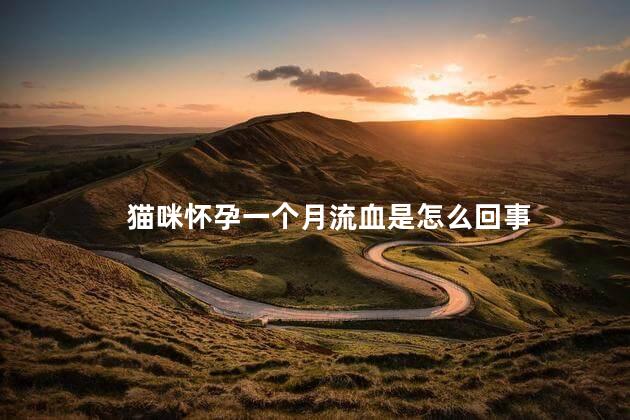 猫咪怀孕一个月流血是怎么回事 猫咪怀孕一个月流血是怎么回事