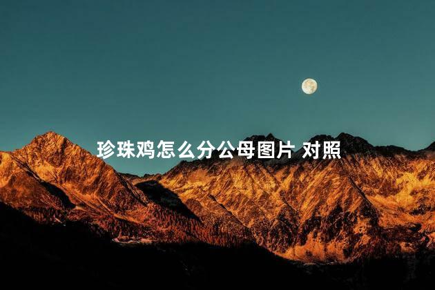 珍珠鸡怎么分公母图片 对照 珍珠鸡怎么分公母图片 对照