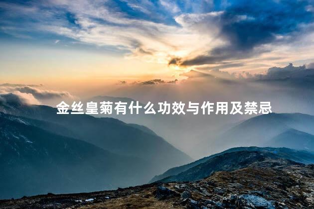 金丝皇菊有什么功效与作用及禁忌