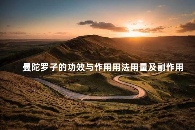 曼陀罗子的功效与作用用法用量及副作用 曼陀罗子的功效与作用用法用量及副作用