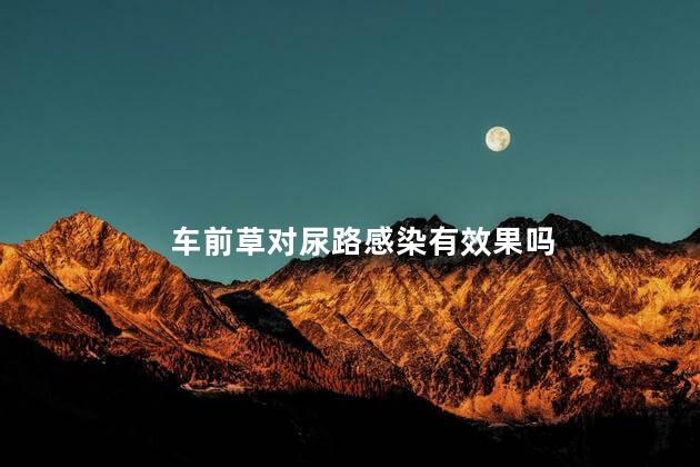 车前草对尿路感染有效果吗 车前草对尿路感染有效果吗