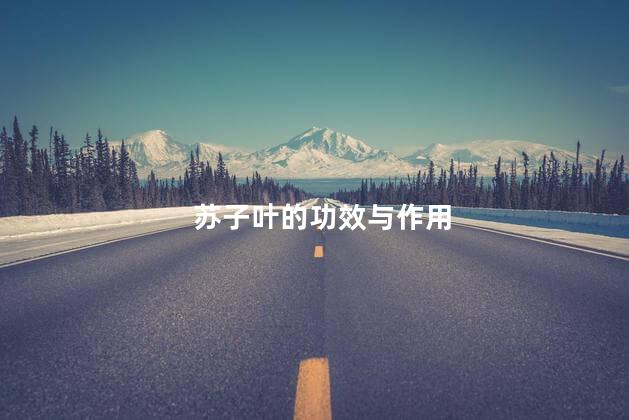 苏子叶的功效与作用 苏子叶的功效与作用