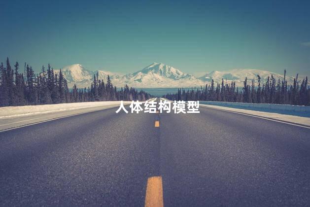 人体结构模型 人体结构模型