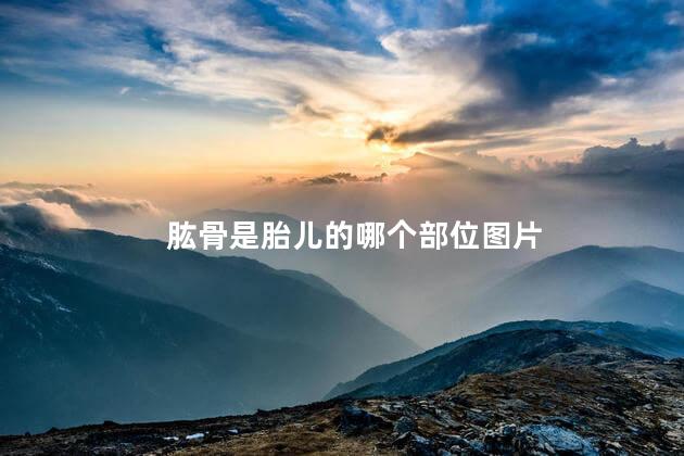 肱骨是胎儿的哪个部位图片 肱骨是胎儿的哪个部位图片