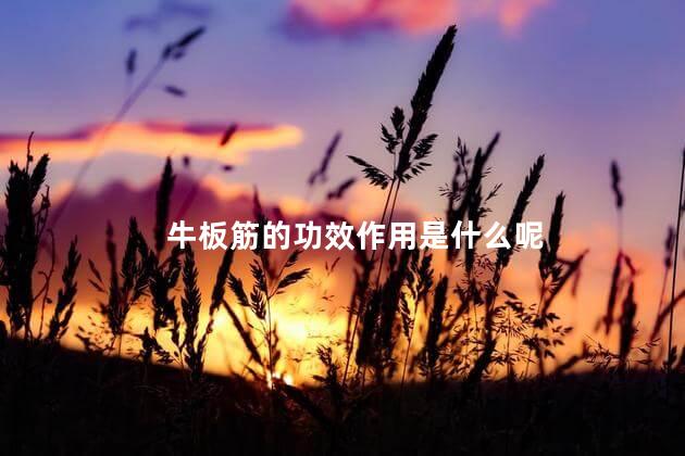 牛板筋的功效作用是什么呢 牛板筋的功效作用是什么呢
