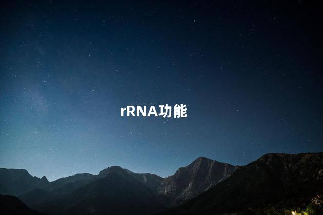 rRNA功能