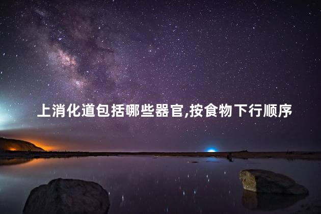 上消化道包括哪些器官,按食物下行顺序列出