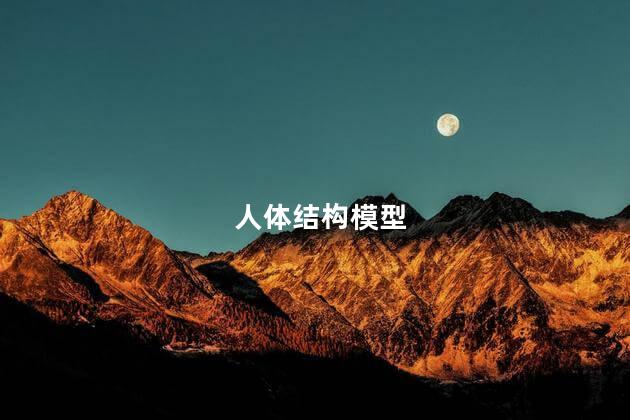 人体结构模型