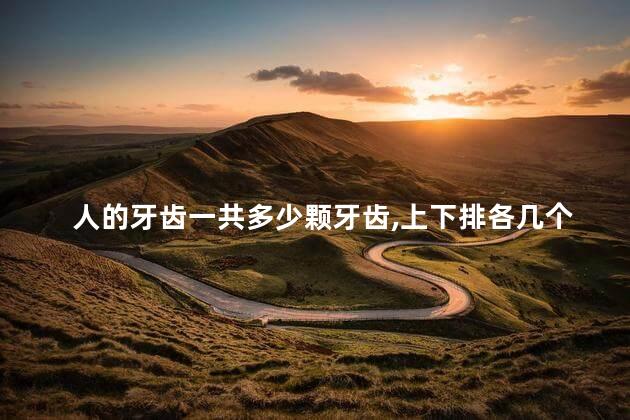 人的牙齿一共多少颗牙齿,上下排各几个