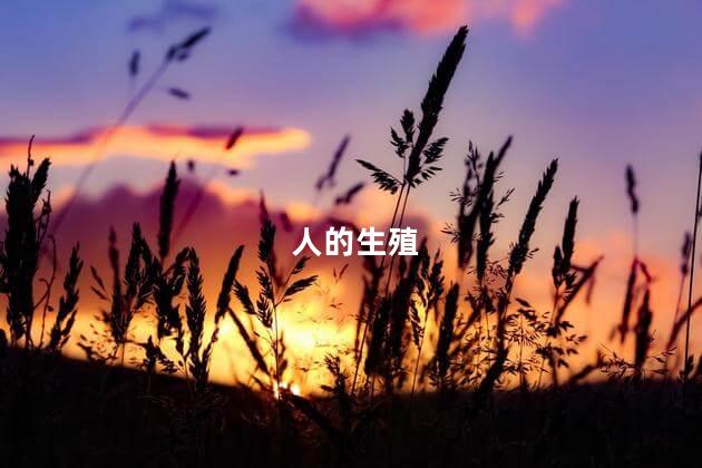 人的生殖