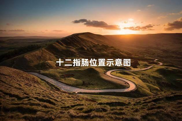 十二指肠位置示意图