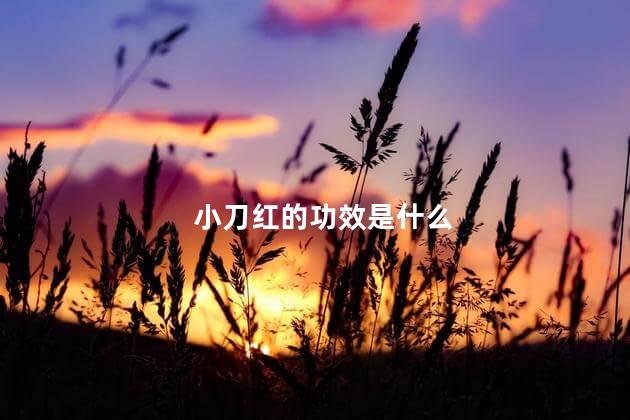 小刀红的功效是什么