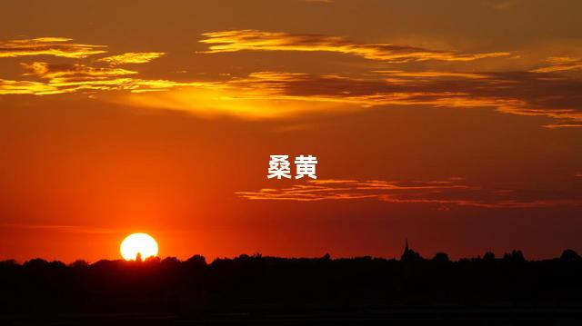 桑黄