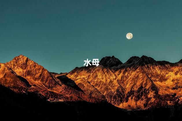 水母