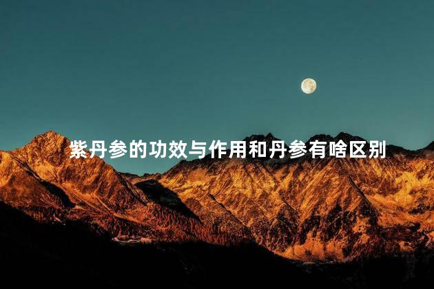 紫丹参的功效与作用和丹参有啥区别