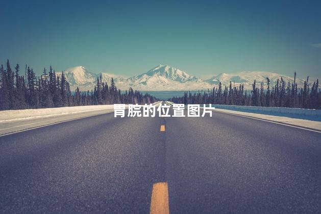 胃脘的位置图片