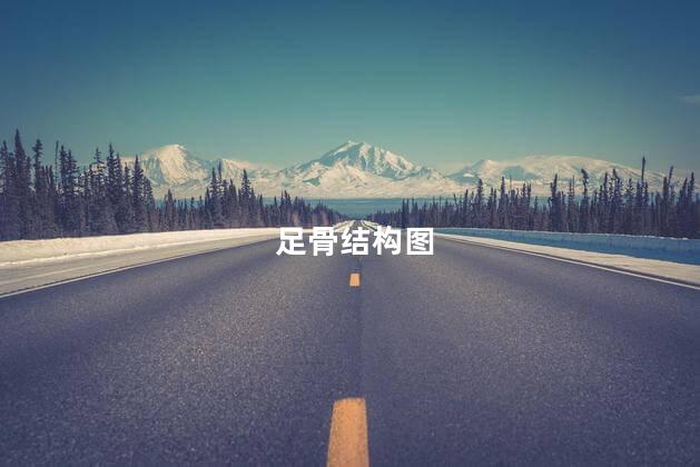 足骨结构图