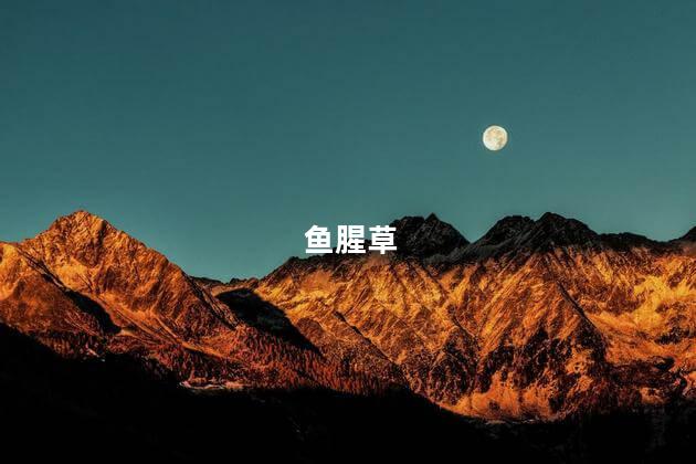 鱼腥草