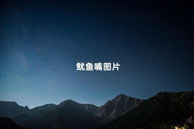 鱿鱼嘴图片